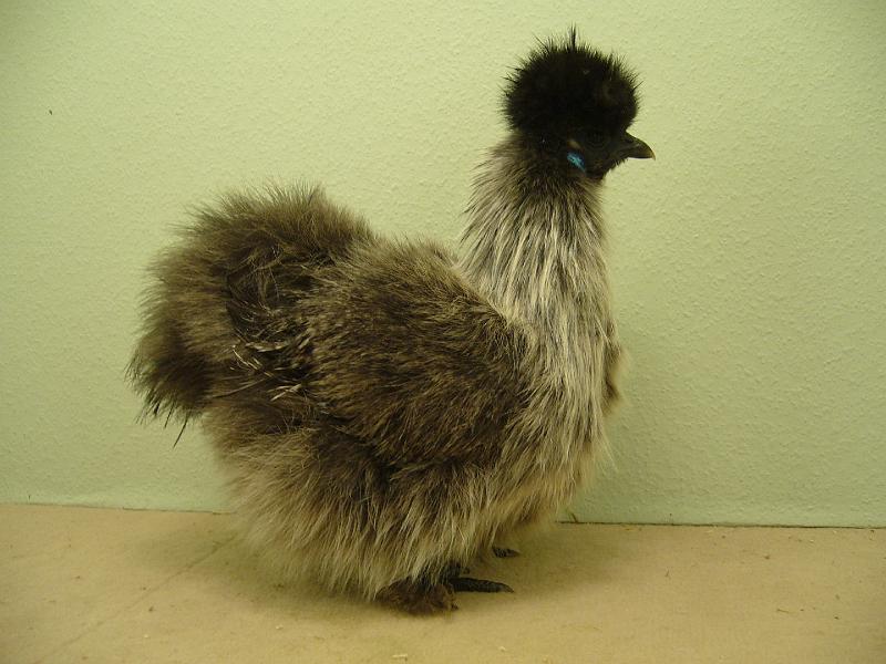 Munster 2009 188.jpg - Zwerg Seidenhühner mit Bart silber wildfarbig von Lukas Hansen